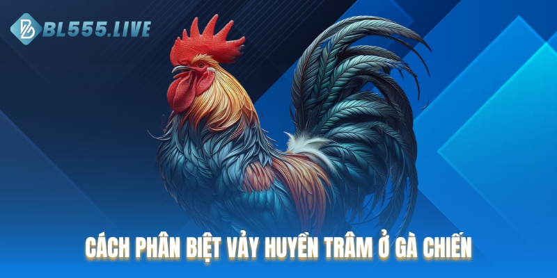 Cách phân biệt vảy huyền trâm ở gà chiến