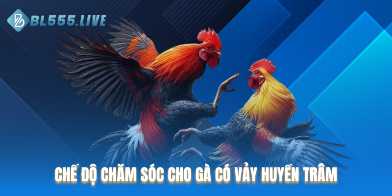 Chế độ chăm sóc cho gà có vảy huyền trâm