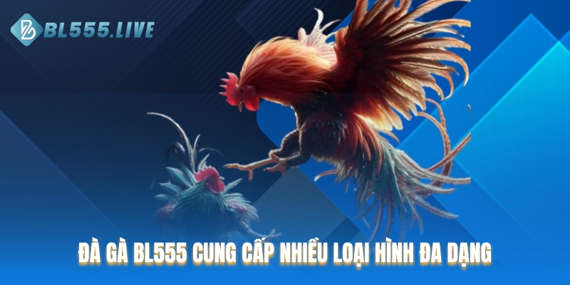  Đá gà BL555 cung cấp nhiều loại hình đa dạng