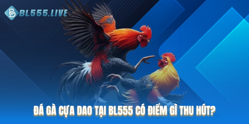 Đá gà cựa dao tại BL555 có điểm gì thu hút?